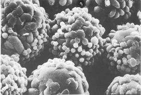 תאי שחלה של אוגר סיני (CHO) שלתוכם הושתל הגן של אינטרפרון ביתא אנושי גדלים על-גבי נשאים כדוריים, ומפרישים ברציפות את האינטרפרוןן